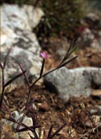 Velezia rigida