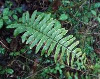 Polypodium interjectum