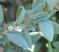 Polygonum maritimum