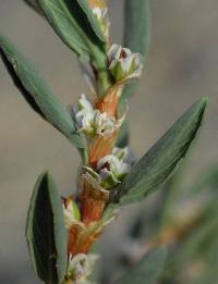 Polygonum maritimum