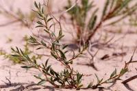 Polygonum maritimum