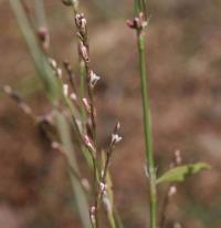 Polygonum bellardii