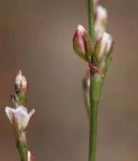 Polygonum bellardii