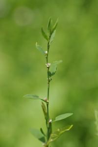 Polygonum aviculare