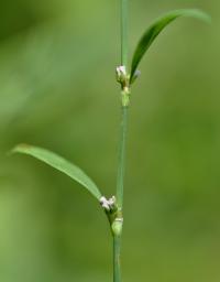 Polygonum aviculare