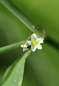 Polygonum aviculare