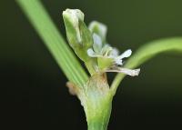 Polygonum aviculare