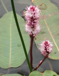 Persicaria amphibia