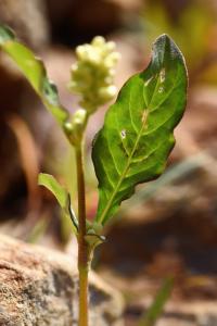 Persicaria amphibia