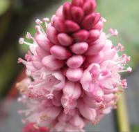 Persicaria amphibia