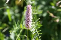 Persicaria bistorta subsp bistorta