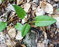 Persicaria bistorta subsp bistorta