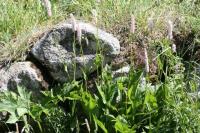 Persicaria bistorta subsp bistorta