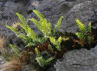 Polypodium interjectum