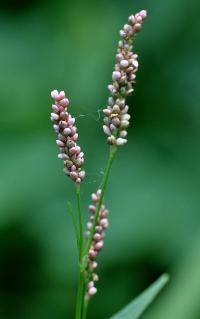 Persicaria maculosa