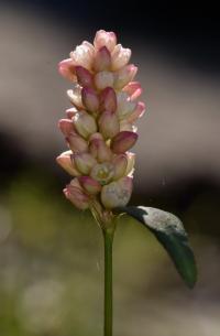 Persicaria maculosa