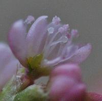 Persicaria maculosa