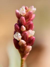 Persicaria lapathifolia 