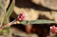 Persicaria lapathifolia 