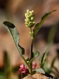Persicaria lapathifolia 