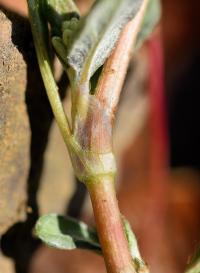 Persicaria lapathifolia 