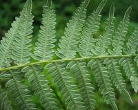 Pteridium aquilinum