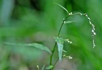 Persicaria hydropiper