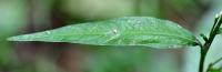 Persicaria hydropiper