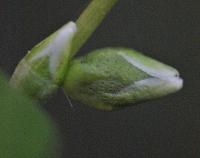 Persicaria hydropiper