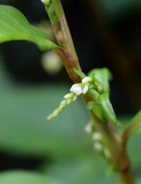 Persicaria mitis