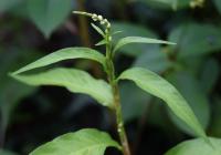 Persicaria mitis