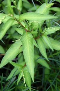 Persicaria mitis