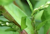 Persicaria mitis