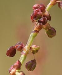 Rumex acetosella subsp angiocarpus
