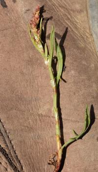 Rumex acetosella subsp angiocarpus