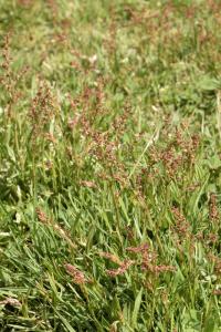 Rumex acetosella subsp angiocarpus