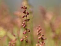 Rumex acetosella subsp angiocarpus