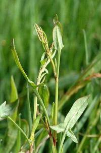 Rumex acetosella subsp. acetosella