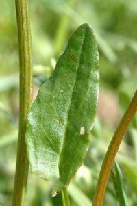 Rumex acetosella subsp. acetosella