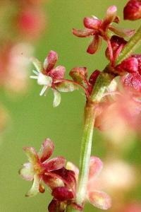 Rumex acetosella subsp. acetosella