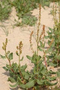 Rumex roseus 