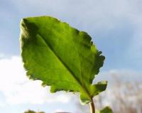 Rumex roseus 