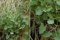 Rumex scutatus