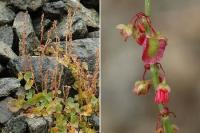 Rumex scutatus