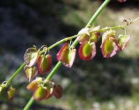 Rumex scutatus