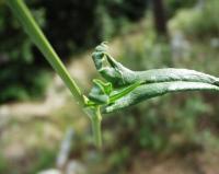 Rumex intermedius