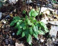 Rumex intermedius