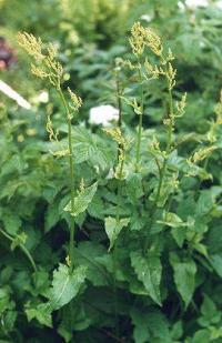 Rumex arifolius