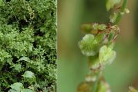 Rumex arifolius