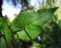 Rumex arifolius